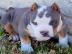 S��e PitBull Welpen Blue-Line Terrier