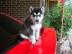 Siberian Husky zur Adoption