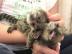 Niedliche und entz?ckende Marmoset Babya