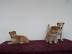 Shiba Inu Welpen