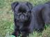 wundersch�ne Mini Mops Welpen