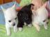 3 s��e reinrassige Chihuahua Welpen