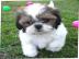 AKC Shih TZu Welpen bereit f�r eine Fami