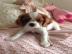 Cavalier King Charles Spaniel Welpen abz