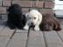 Labrador Retriever Welpen mit pp