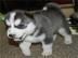 Adorable Siberian Husky puppy