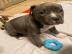 American Pitbull-Welpen (Blueline)