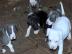 American staffordschire terrier welpen