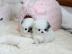 Mini pommersche Babys verf?gbar
