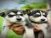 S��e Siberian Husky Welpen suchen ein li