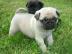 Reinrassige Wudersch�ne Mops-Welpen