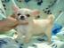 wunderh�bsche reinrassige Chihuahua Welp