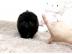 MINI Teacup Pomeranian Zwergspitz Welpen