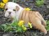 Englische Bulldogge Welpen mit papieren