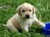 S��e Labrador Welpen