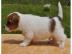Reinrassige Jack Russell Terrier welpen