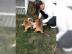 English Bulldog welpen, 12 Wochen