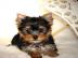 Yorkshire Terrier Welpen! Auch kleine so