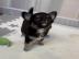 chihuahua welpen