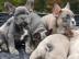 Franz�sische Bulldoggen Welpen in blue a