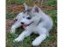 Siberian Husky welpen sofort abzu geben. 