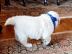 Loving Available Golden Retriever W