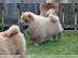 Chow-Chow-Welpen schwarz