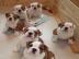 12 Wochen alte englische Bulldogge Welpe