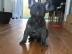 Franz�sische Bulldogge m�nnlich und weib