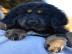 Tibetdogge Welpen mit Stammbaum