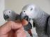 Ein Paar der afrikanischen graue poarrot