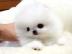 Super~s��e~zwergspitze~pomeranian~ welpe