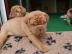 Bordeaux Doggen Welpen mit Papieren what