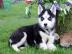 Kleine Siberian Husky Welpen mit papiere