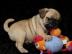 Babys Mops welpen