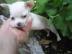 Sch�ne, superkleine Chihuahua Welpen f�r