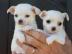 Nette Chihuahua Welpen zur Verf�gung. 