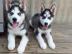 Reinrassige Siberian Husky Welpen