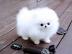 KOSTENLOS Pomeranian Zwergspitz welpen