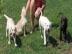 Wundersch�ne Labradorwelpen mit Papieren