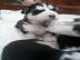 Unsere Siberian Husky-Welpen k�nnen jetz