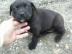 Englisch Bulldog MIX Welpen
