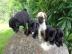 Reinrassige mops welpen mit papieren