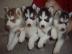 100% Reinrassige Siberian Husky Welpen m