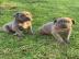 Cane Corso Welpen bereit zu gehen