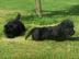 Bildsch�ne Scottish Terrier Welpen aus V