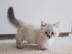 Munchkin shorthair kitties for sale