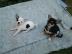S�sse MINI+NORMAL Chihuahua Welpen