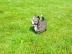Supper s��e Pomsky Welpen
