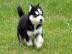 Unsere Siberian Husky WelpenWelpen